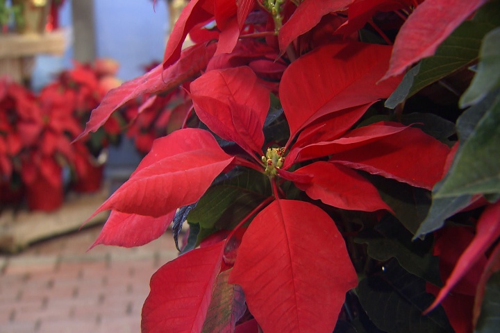 What to do with Christmas plants after the holidays